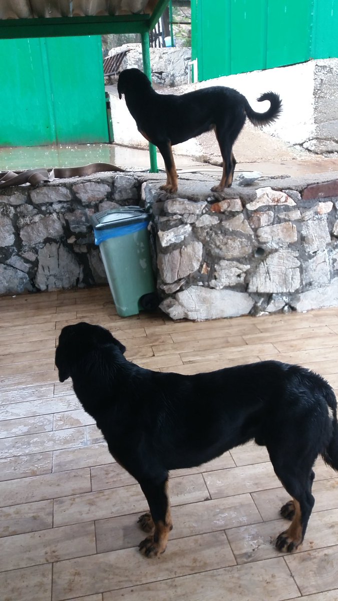 nereye bakıyor bu yaramazlar...