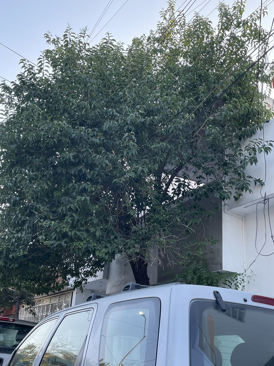 lariasm's tweet photo. @PC_NuevoLeon En San Nicolás Industria del Vidrio Oriente Muchos árboles tocando instalaciones de luz, esto nos pone en riesgo de accidente a muchos, su ayuda para podarlos https://t.co/ixLBaI3Ey0