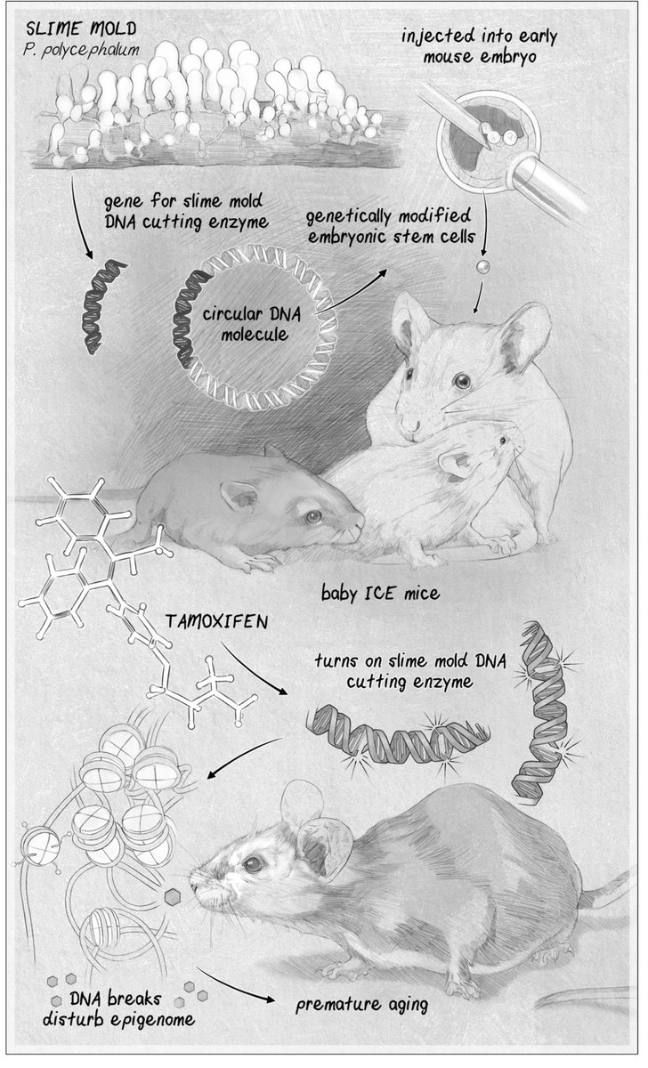 Delighted to share our latest study that tests The Information Theory of Aging. 13 years of work. Available at 11 AM EST today <a href="/CellCellPress/">Cell</a>. What’s it about? Here’s a clue from Catherine Delphia’s illustration in Lifespan