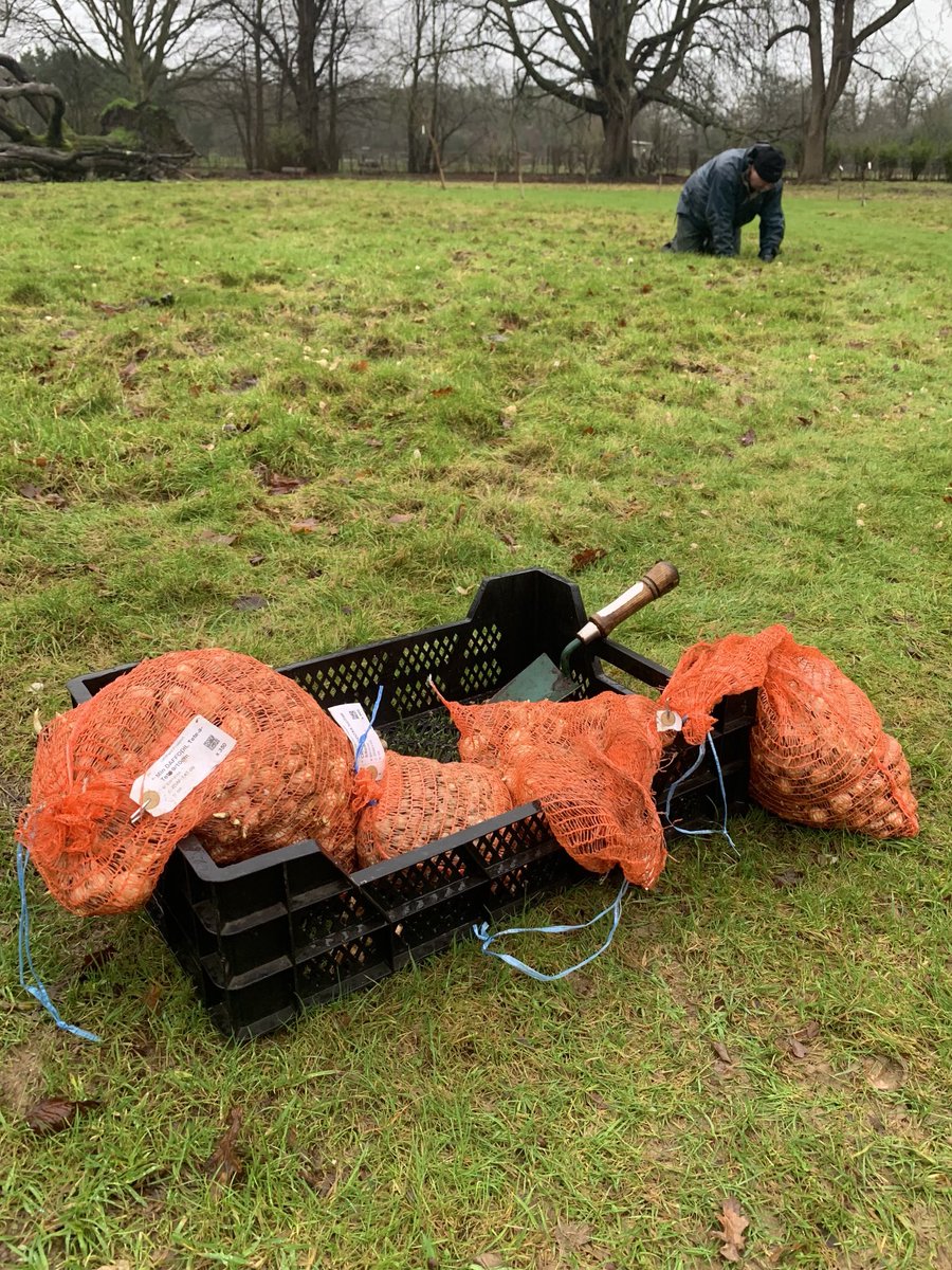 Naturalising Narcissus:

One of my teams have been getting a late request bulb order installed on a new project this week. Bit wet, but at least the ground is soft.