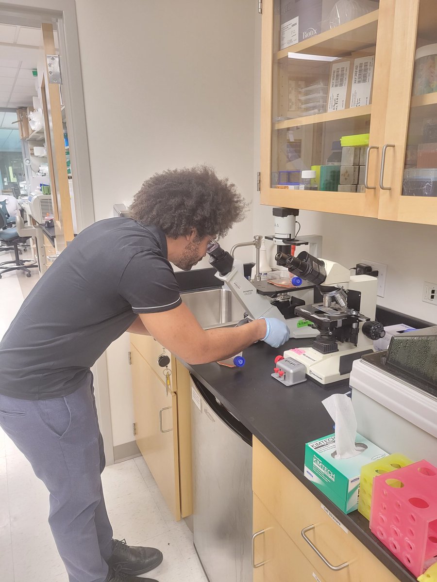 mbkodos's tweet image. From dry lab to wet lab. Learning to do tissue culture with the help of Dr. Katie Ryan. And then it&apos;s sequencing time! @nanopore