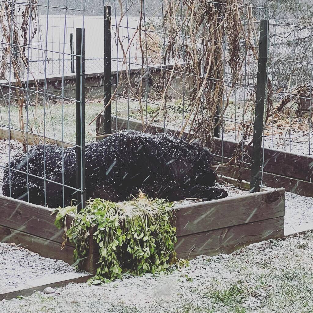 One thing #snow in the garden is good for … growing #newfoundlandsofinstagram instagr.am/p/CnUTLqyOvlb/