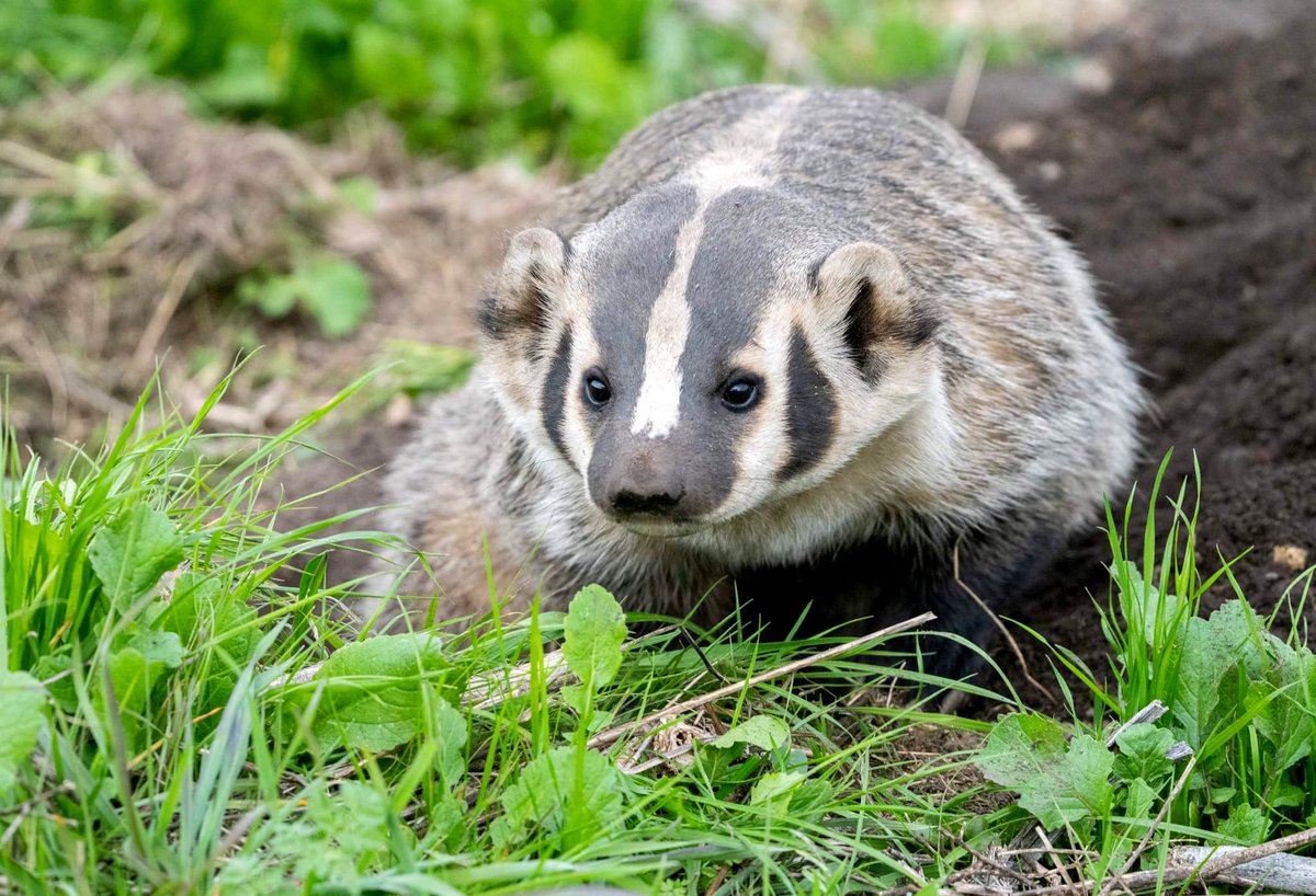 Naturalist_Sam's tweet photo. We were incredibly lucky when this gorgeous American badger popped out of its den as we were driving by. https://t.co/nLXCggSBN6