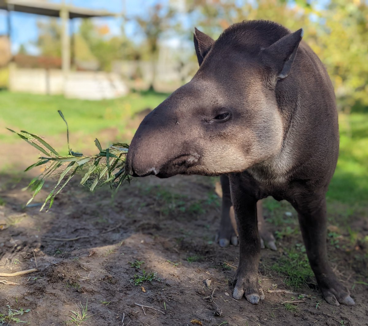 Here’s a pic of our Lowland #Tapir Cecil looking chilled for your #thursdayvibes 
Book an experience with him to get #upclose and make #memories with us! 📞 01754 820107

@visitlincoln @LincsConnect @LincsOutAbout #LincsConnect #experience #lincswildlifepark #skegness #Boston