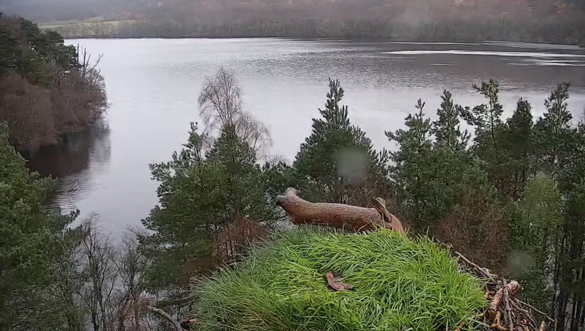 geemeff's tweet photo. @LochoftheLowes @CLageoles @BBCRadio4 @sachadench @eugeniogarciac5 @rutlandospreys @C_no_borders All talons crossed! Hope #Laddie #LM12 has kept his sharpened, he’s going to need them for gardening duties, judging by the state of the nest right now. 😃 https://t.co/9lhCJxJ3MF