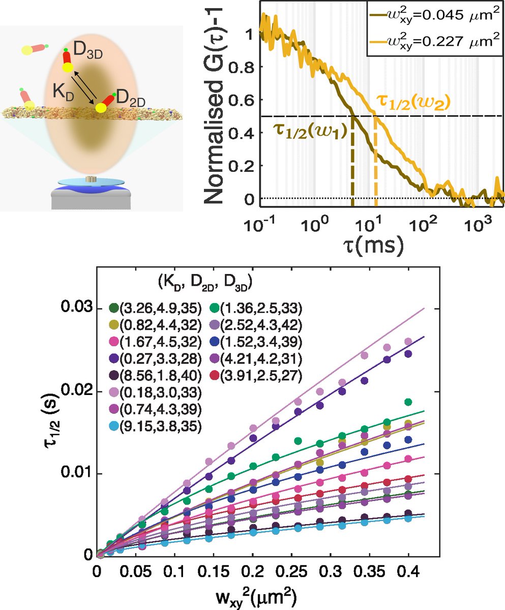 Membrane Domains and Viral Assembly Lab (@virassemblylab) on Twitter photo Interested in binding/diffusion on biological membranes? We found how to quantify both using spot variation FCS. Read it in <a href="/BiophysJ/">Biophysical Journal</a> :
bit.ly/3QDjitV
# See details in the thread Interested in binding/diffusion on biological membranes? We found how to quantify both using spot variation FCS. Read it in <a href="/BiophysJ/">Biophysical Journal</a> :
bit.ly/3QDjitV
# See details in the thread