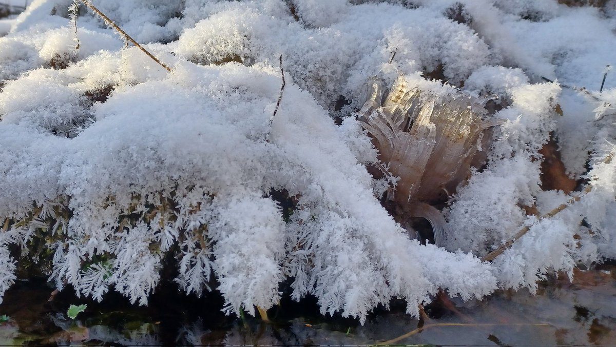 TheRustyIRiS's tweet photo. When it's under 10C hoary ice forms around a fresh water spring. Ice columns are also formed when temps go from above freezing to below over night these ice spikes push up out of mud.
#NaturePhotography #iceColumns #iceFormations #winter #ice #snow https://t.co/LJ8ue65EkA