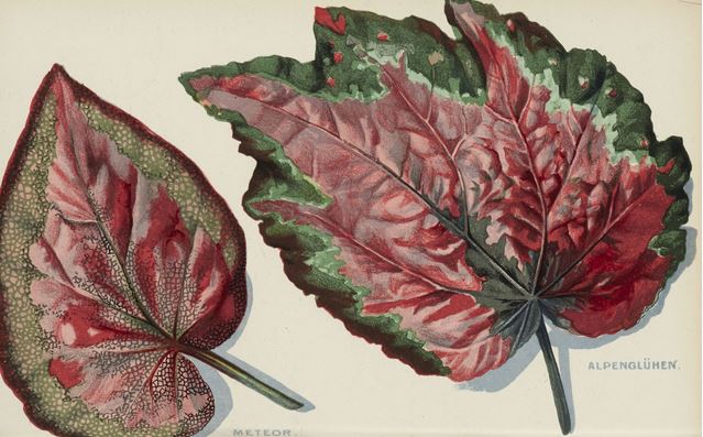 Bibliothèque SNHF tweet media