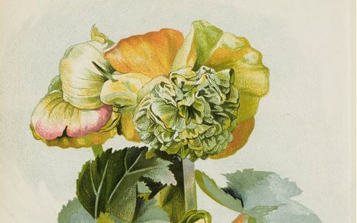 Bibliothèque SNHF tweet media