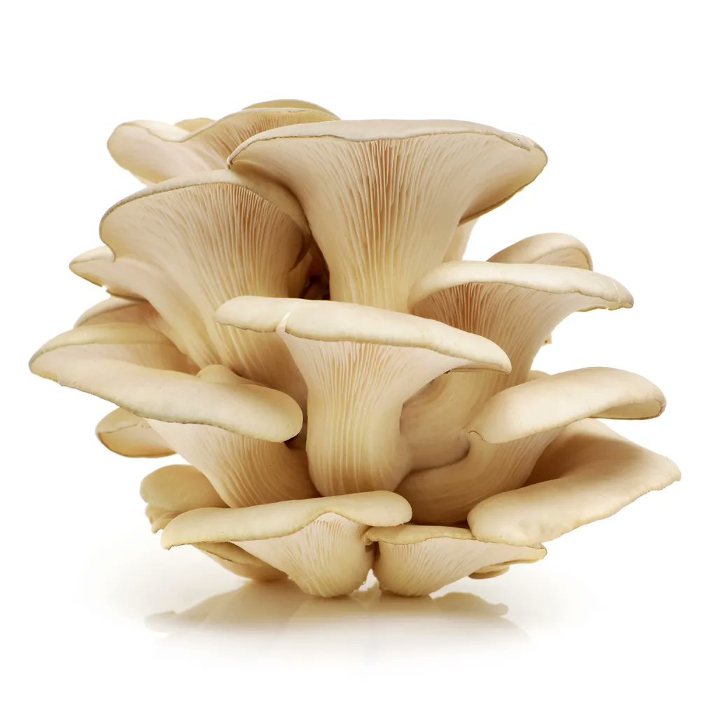 RRCultivation's tweet photo. In 2022, mushrooms cured what ailed us! It was a year of mushroom everything...! https://t.co/4dyCjGxPnO https://t.co/BNXwCfywO6