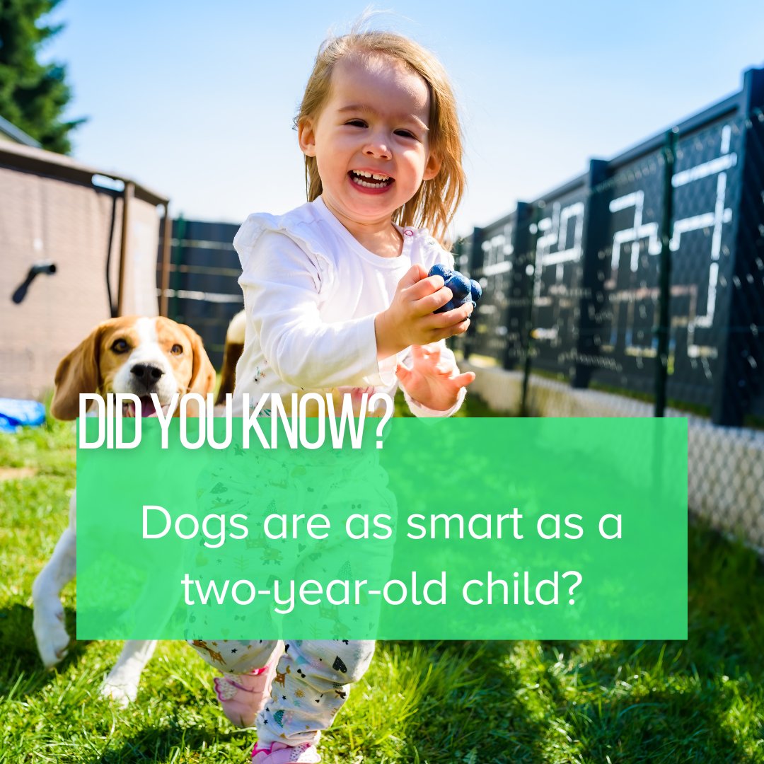 Your toddler and pup are about the same when it comes to brains. 

Dogs can even count, understand more than 150 words, and even trick people or other dogs to get treats. 

Intelligence also varies based on breed—Border collies are the smartest dog breed.

#smartdog #bordercollie