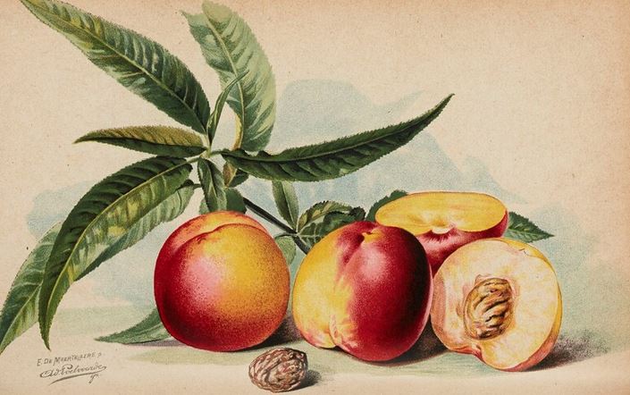 Bibliothèque SNHF tweet media