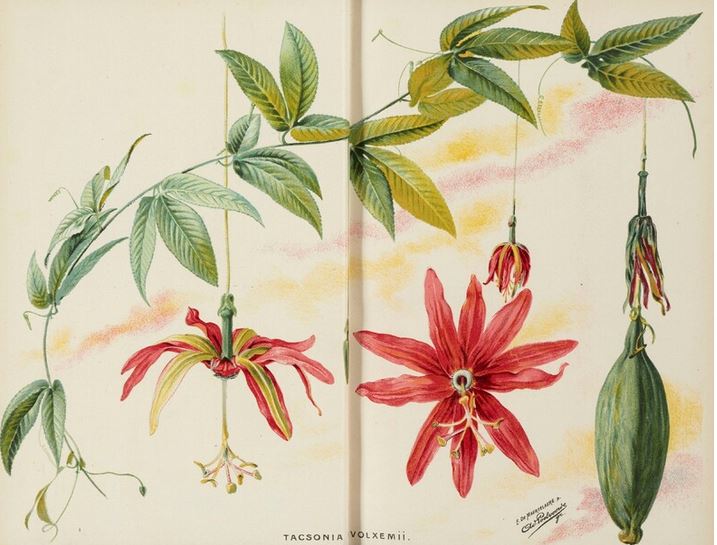 Bibliothèque SNHF tweet media