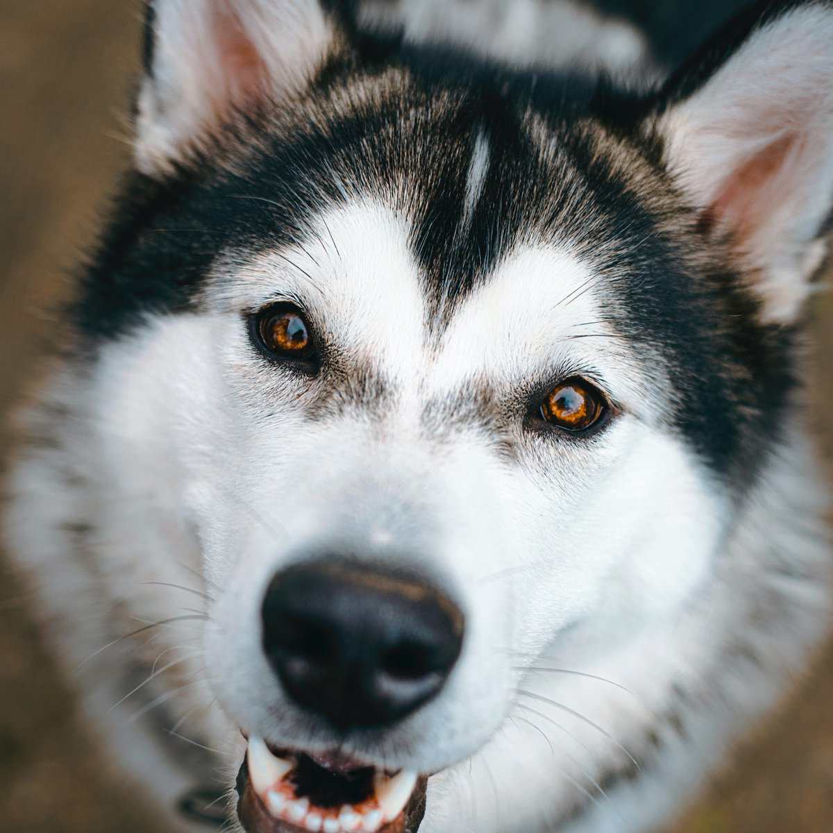 oakhurst_vet's tweet image. Nose work builds your dog’s confidence
Gives your dog a job to do
Easy way to bond with your dog
Nose work is fun &amp;amp; rewarding for dogs

#instadogs #funway #nosework #veterinarian #vetlife #dogs #cats