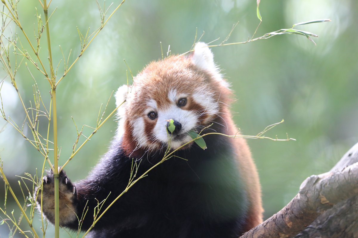 Happy #KissAGingerDay to all those who celebrate!

Our red panda Ginger prefers not to share kisses (except maybe with Bruce) but a smile and a wave is always welcome 🧡