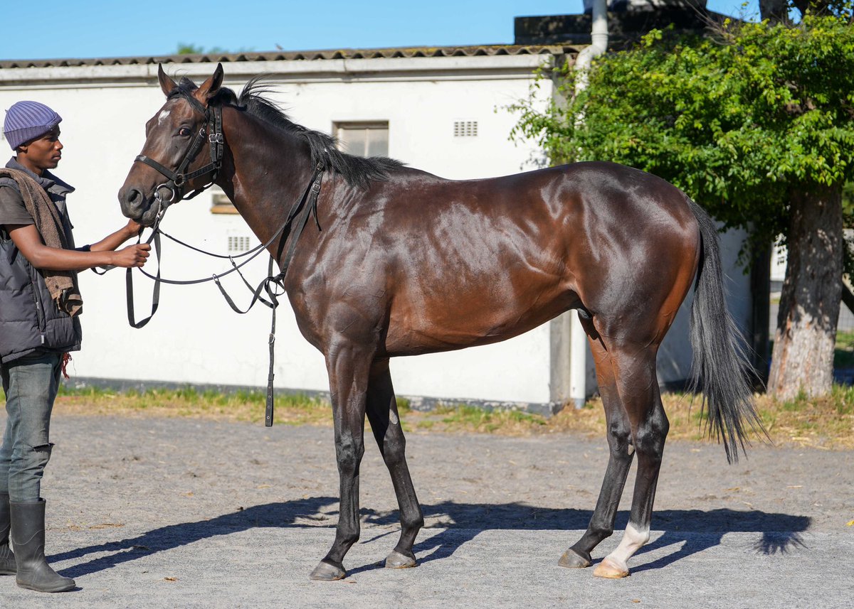 Spring Palace making his 2yo debut this Saturday. Our first juvenile runner in South Africa, bought off the Cape Racing R2R sale.🐎