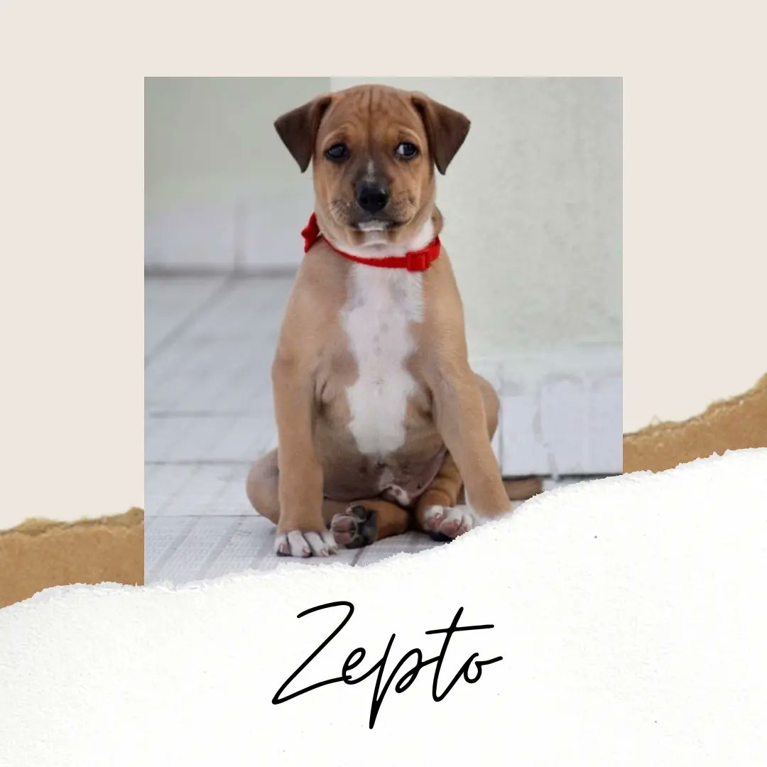 iadopt_in's tweet photo. Zepto is a 35-day-old indie puppy. This handsome boy is full of love and has the happiest disposition. His adoption portraits are a testament to how hard Zepto chills! https://t.co/I0NzZtQKkS