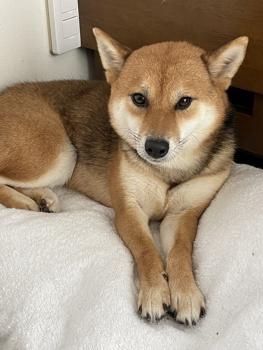 matteru0112's tweet photo. 神奈川 茅ヶ崎で迷子犬を探しています。
「柴犬・メス・1歳・リードなし」です。
1/12の朝、外出時に玄関をすり抜けてしまい、追い付かず見失ってしまいました。
ご協力のほど、どうかよろしくお願いいたします。

#迷子犬
#迷子犬情報 https://t.co/MS4hjUMUMG