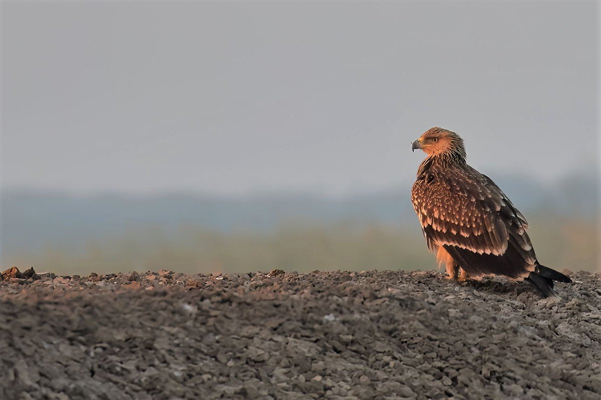 Imperial Eagle.
#IndiAves #wildlifephotography #birds #NaturePhotography #BBCWildlifePOTD #TwitterNatureCommunity #ThroughYourLens #Eagles #LRK #BirdTwitter #birdphotography #canonphotography #CanonEOSR7