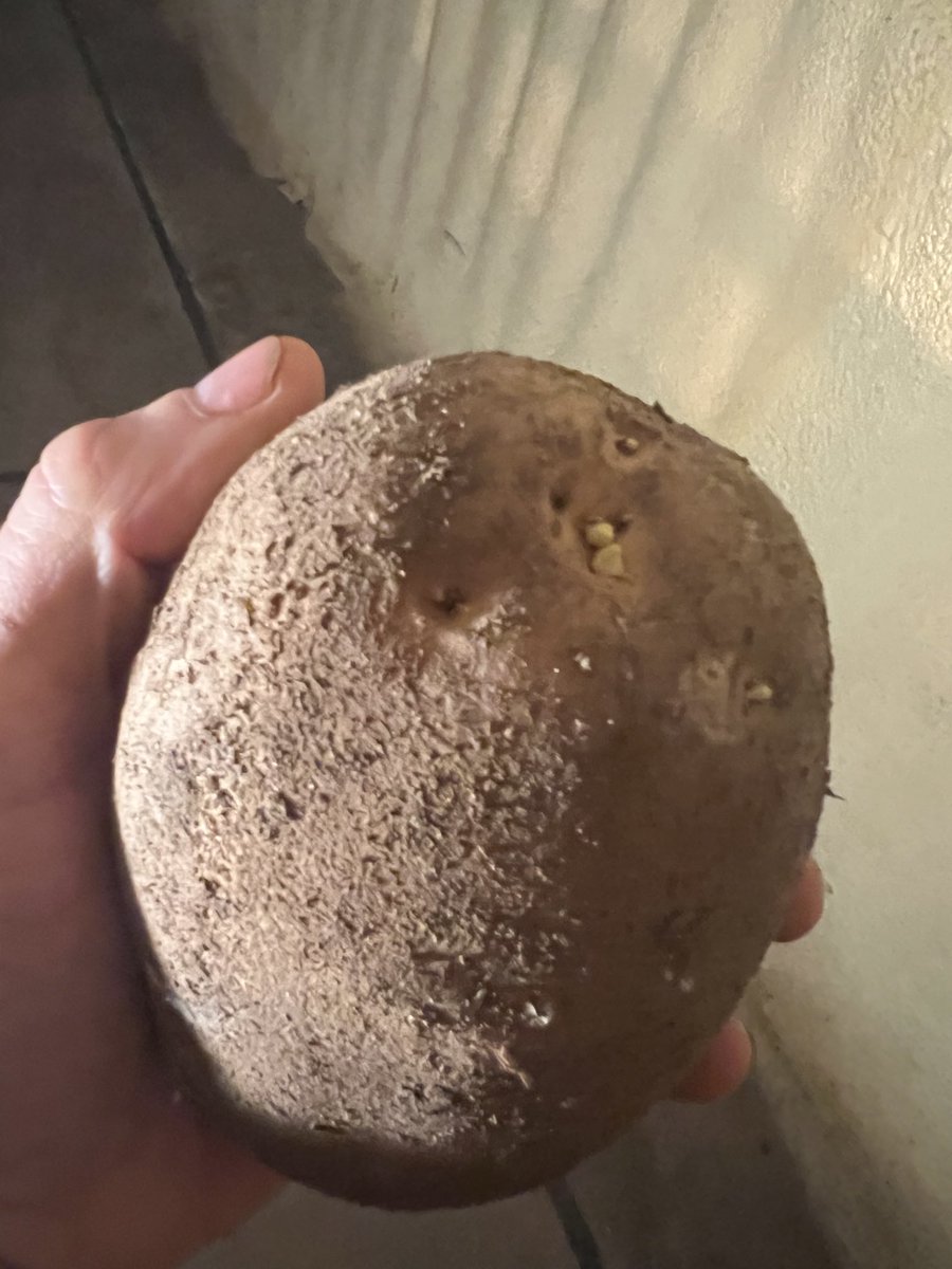 Good to see DMN advantage during #potato store unloading. Get over HI period and not seeing excessive regrowth.