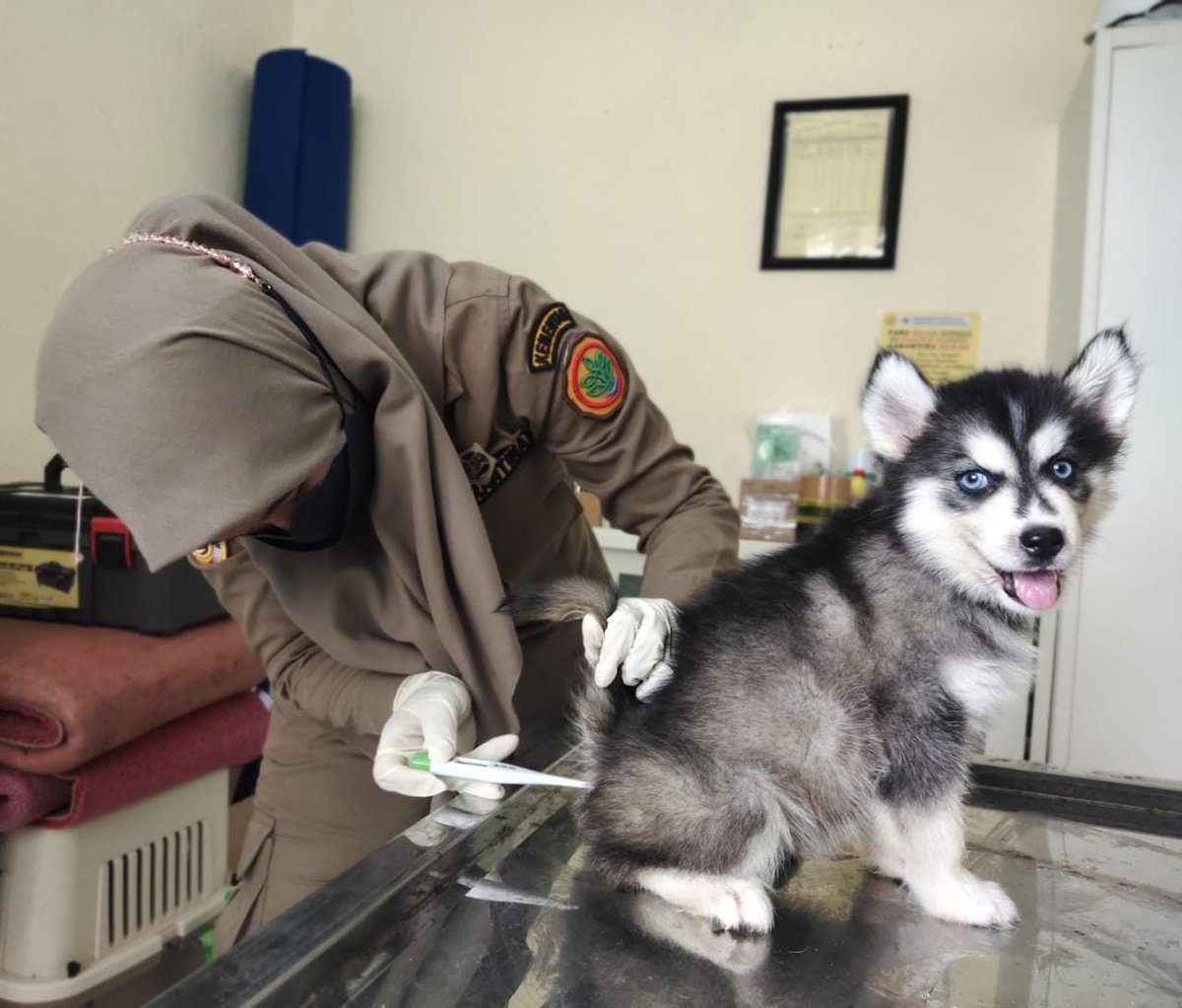 BarantinRI's tweet photo. Pejabat @karantinabiak lakukan pemeriksaan terhadap anjing husky cantik tujuan Manokwari. Menurutnya anjing tsb telah dilengkapi Surat Keterangan Kesehatan Hewan (SKKH) dari Dinas Peternakan serta Surat Keterangan Vaksin.

#LaporKarantina https://t.co/D7yRU4RZ4E