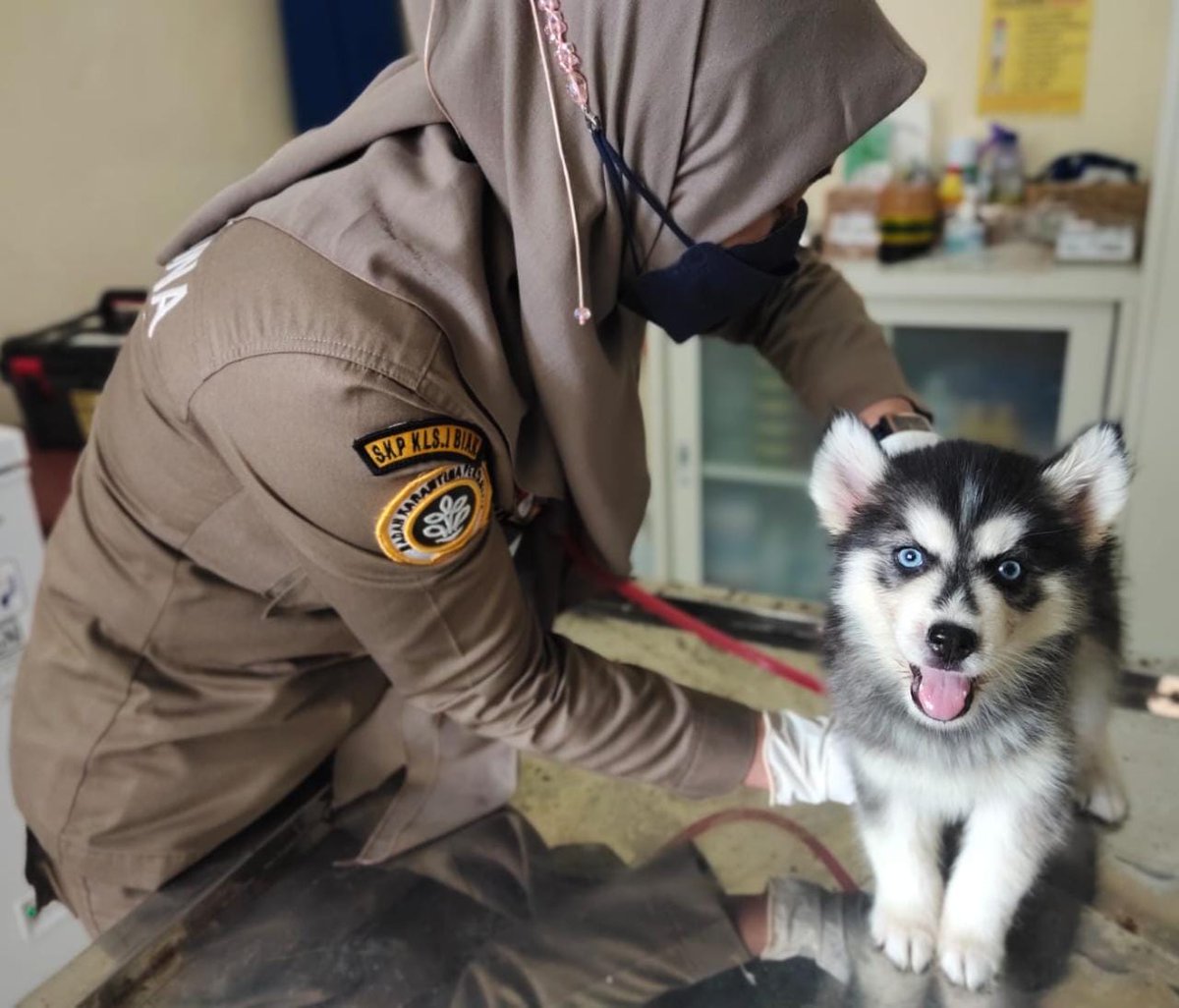 BarantinRI's tweet photo. “Kondisi anjing sangat aktif dan suhunya normal serta tidak ada gejala ancaman hama penyakit hewan yang berbahaya. Setelah diterbitkan sertifikat karantina, husky dpt berlayar ke Manokwari ” ucapnya.

#LaporKarantina https://t.co/MvD7JogY7H