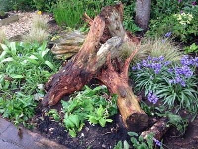 Stumpery: Stumperies both recycle and upcycle at the same time, turning unwanted tree root stumps into something beautiful. keepingyouinformed.info/trendspottr/ho…