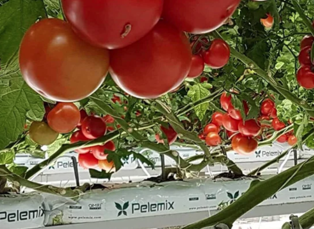 El futuro depende de cómo crezcas hoy.
Pelemix se enorgullece de brindar una solución verde sostenible en un mundo donde los consumidores exigen opciones de cultivo #orgánicas y #ecológicas.
pelemix.com