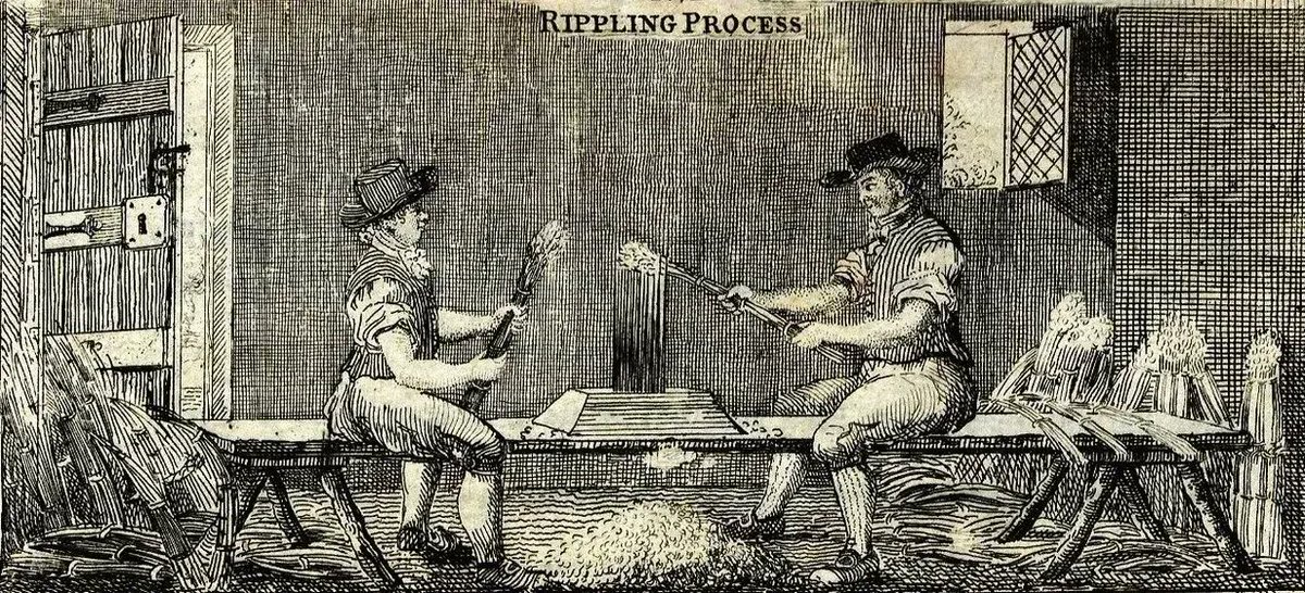 NARIreland's tweet photo. Linen production was of huge importance in NE Ireland in the 19th century & involved a process called rippling - the removal of seeds from the stalks. This illustration was used to promote a grant by the Linen Board in 1823. (NAI ref. CSO/RP/1823/100) #CSORP #ThrowbackThursday https://t.co/Zm9vZcA5kc