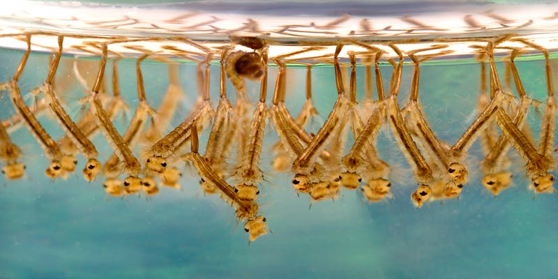 bayfonw's tweet photo. Our latest newsletter including Waterbugs and Rakali events - https://t.co/P7fRYcKCfr https://t.co/PkQvZWq8ed