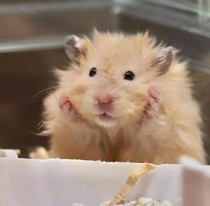 🐹