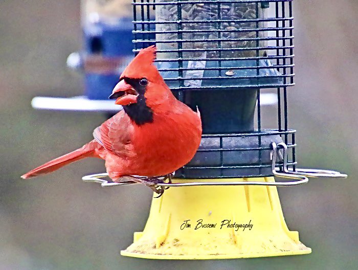 Jbusc33's tweet photo. #cardinals #birds #beauty #backyard #male #wildlifephotography #upstateny #birdsofinstagram #birdsoftwitter #cardinalsofinstagram #shadesofred #audobonsociety #news8photo #just_newyork #your_best_birds @News_8 #bhphoto @13WHAM #picturetokeep_weekly @news10nbc @shutterbugpix https://t.co/u7el8NEO6G