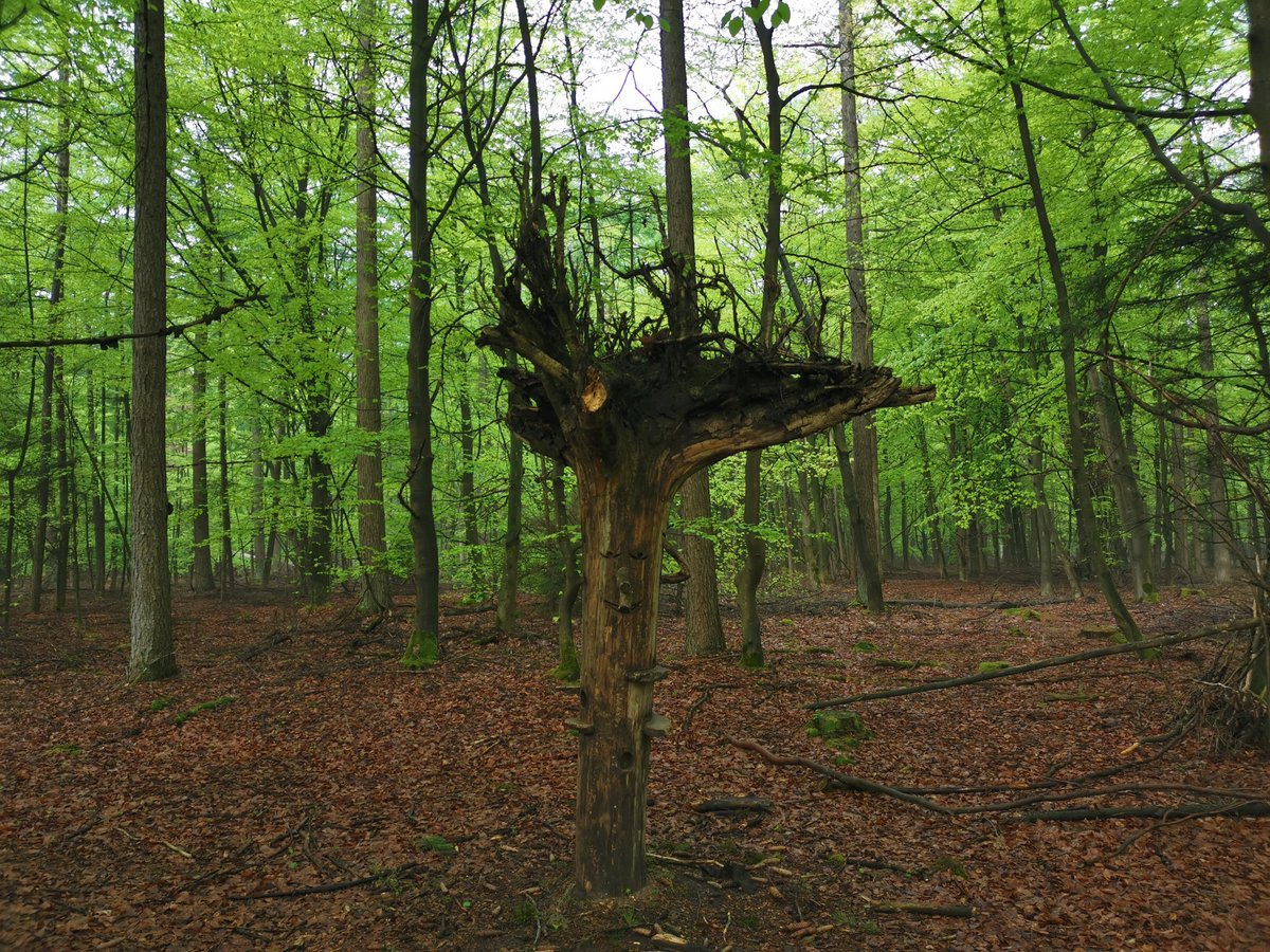 Tuurlijk, je kunt naar de #vakantiebeurs. Maar dan zie je al gauw door de bomen het bos niet meer. Voor een #vakantieineigenland ga je naar mooiplekkie.nl Moeilijker is het niet. #Drenthe