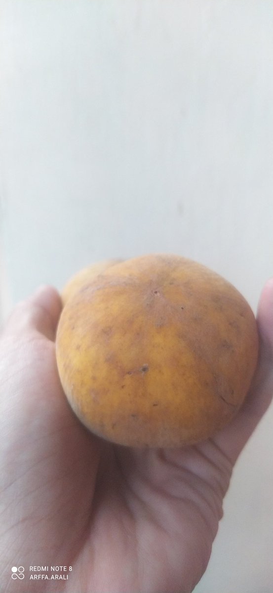 Ark_ei's tweet photo. Dulu jaman SD metik di belakang rumah,,dah lama banget gak makan #kecapi #betawi https://t.co/J4xwt7Ckfa