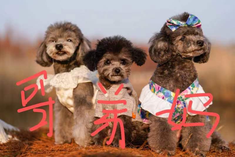 过年给狗狗拍写真