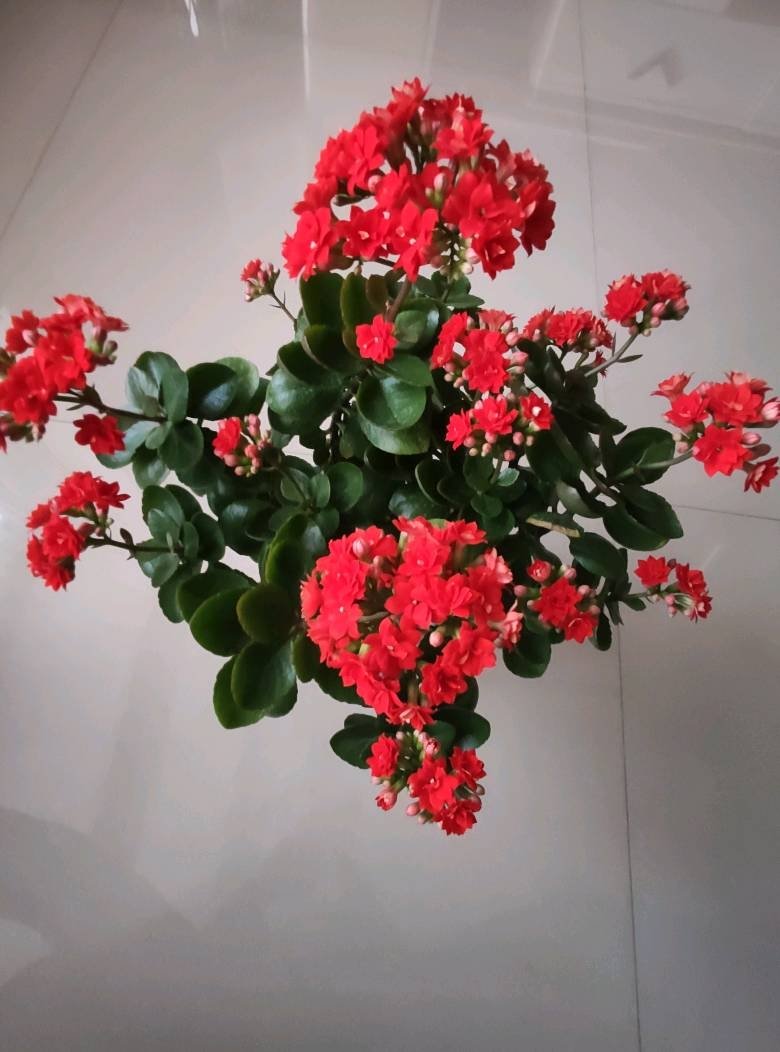 最喜欢长寿花🌸