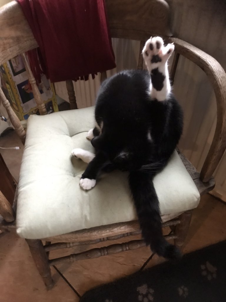Fiddle_Pub_Cat's tweet photo. Grooming….. https://t.co/5a11P6lWPS