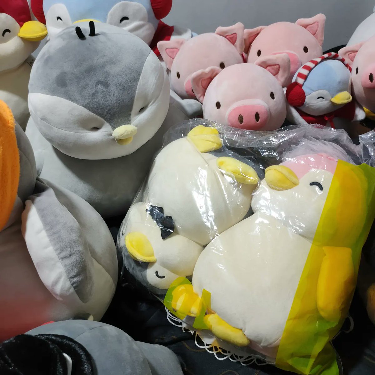 ChubbyPingu's tweet photo. Meet Rosas, Pula and Abo! New year, new penpens! Thank you so much @penpenfam_aus for shipping them all the way from Australia. 🎉🐧❤️ #penguins #chubbypingu #cute #cutepenguin #pingu #penguinplush #penguin #plushie #tonton #chubby #포챠펭 #bride #groom #minisoplush https://t.co/pm0W8B1Lee