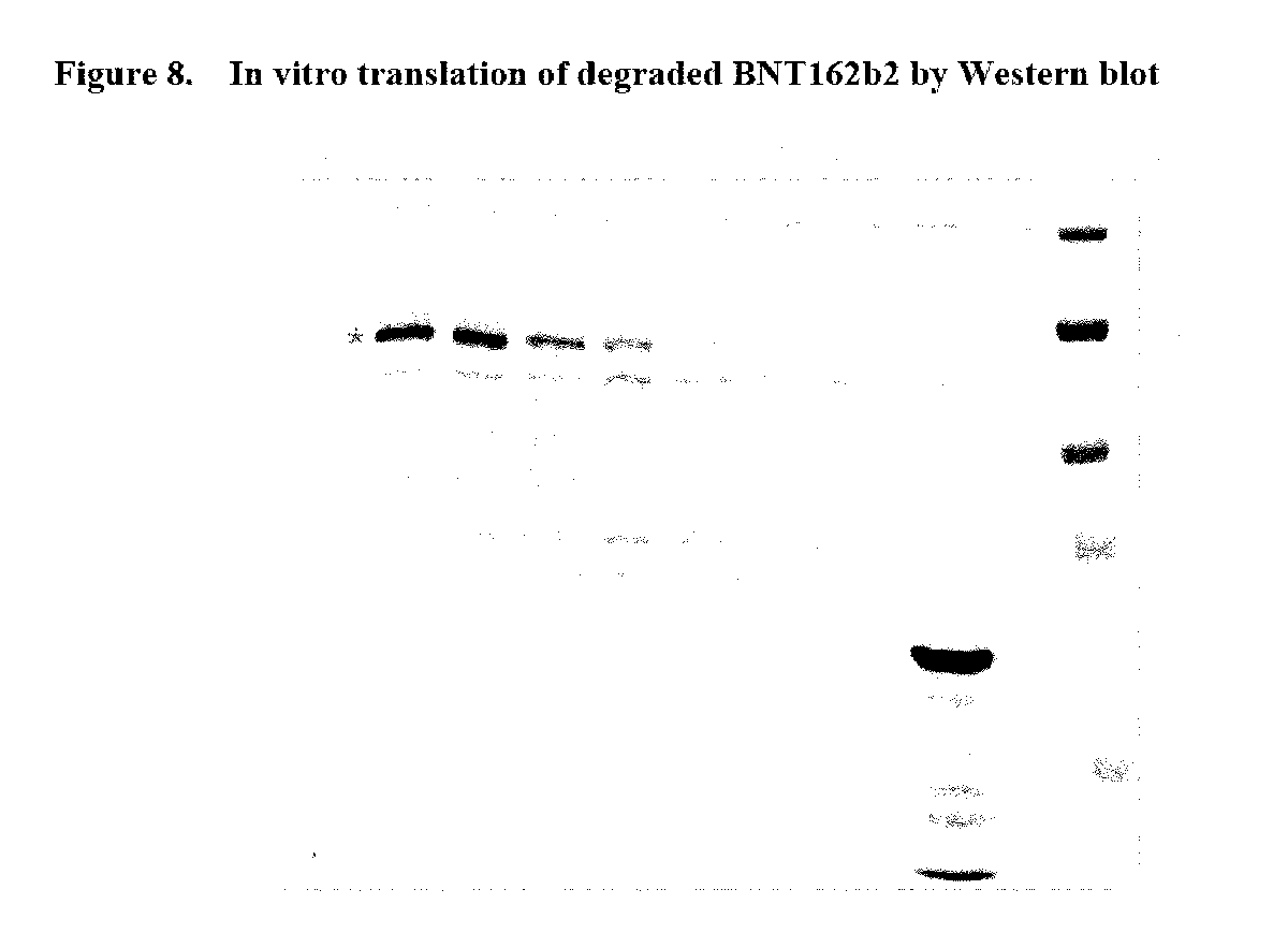 Jikkyleaks's tweet image. They didn't worry about them. 
What they did was look for species that ONLY stained with S1/S2 antibody. 

When they did a generic Lysine blot they found all manner of protein bands, and just ignored them