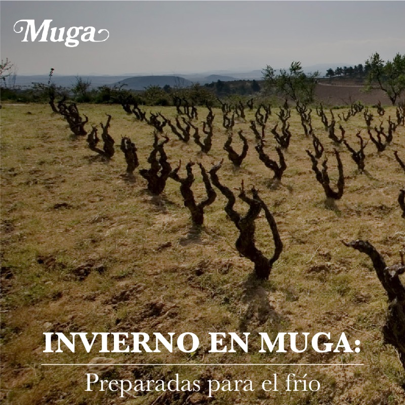 bodegasmuga's tweet photo. ¿Cómo afecta el frío al viñedo?❄️ 
Las bajas temperaturas no son un problema para una cepa preparada para el invierno. Las viñas están en su 'reposo' invernal, o parada vegetativa, y no se ven afectadas por las heladas. De hecho, son capaces de aguantar temperaturas extremas 💪 https://t.co/gAdjChwi7p