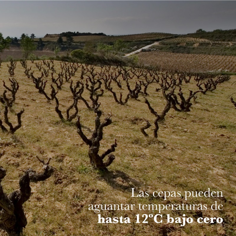 bodegasmuga's tweet photo. ¿Cómo afecta el frío al viñedo?❄️ 
Las bajas temperaturas no son un problema para una cepa preparada para el invierno. Las viñas están en su 'reposo' invernal, o parada vegetativa, y no se ven afectadas por las heladas. De hecho, son capaces de aguantar temperaturas extremas 💪 https://t.co/gAdjChwi7p