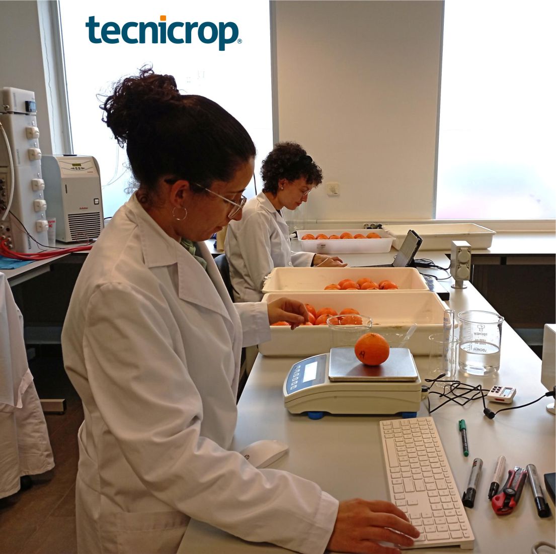 Tecnicrop's tweet photo. Hoy nuestro personal de #laboratorio se encuentra analizando distintos parámetros que marcan los #rendimientos de la #producción (peso y calibre) y la #calidad de los #frutos 🍊🍊🍊 (grados brix, coloración, acidez). https://t.co/JzXoel72J0