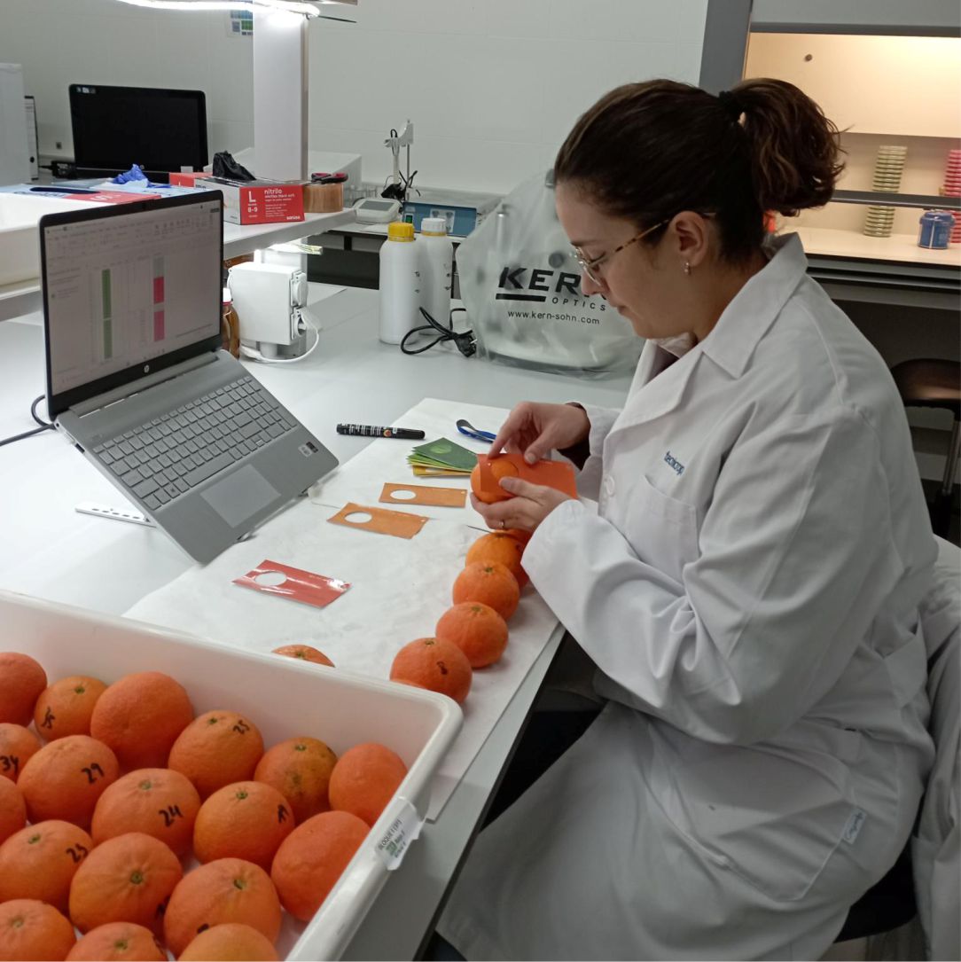 Tecnicrop's tweet photo. Hoy nuestro personal de #laboratorio se encuentra analizando distintos parámetros que marcan los #rendimientos de la #producción (peso y calibre) y la #calidad de los #frutos 🍊🍊🍊 (grados brix, coloración, acidez). https://t.co/JzXoel72J0