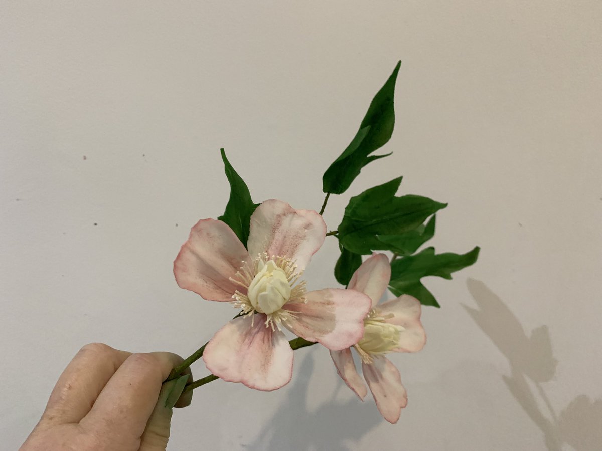 Clematis Montana

#sugarfloristy #sugarfloristry #sugarflorist #suzanneespernightschool #suzanneespercakeschool #suzanneespernightschool4allseasons #suzanneespernightschool4 #weddingcakemakernearme #weddingcakesmaidstone #weddingcakedesign #floralweddingcake #bespokeweddingcakes