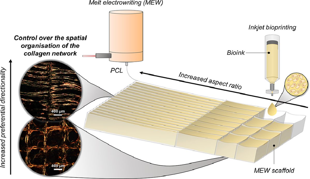 New lab paper led by <a href="/xbarcelo95/">Xavi Barceló</a> out now in <a href="/ActaBio/">Acta Biomaterialia</a> 
‘Bioprinting of structurally organized meniscal tissue within anisotropic melt electrowritten scaffolds’
authors.elsevier.com/sd/article/S17…
Another study from our <a href="/ambercentre/">AMBER</a> collaboration with Johnson &amp; Johnson.