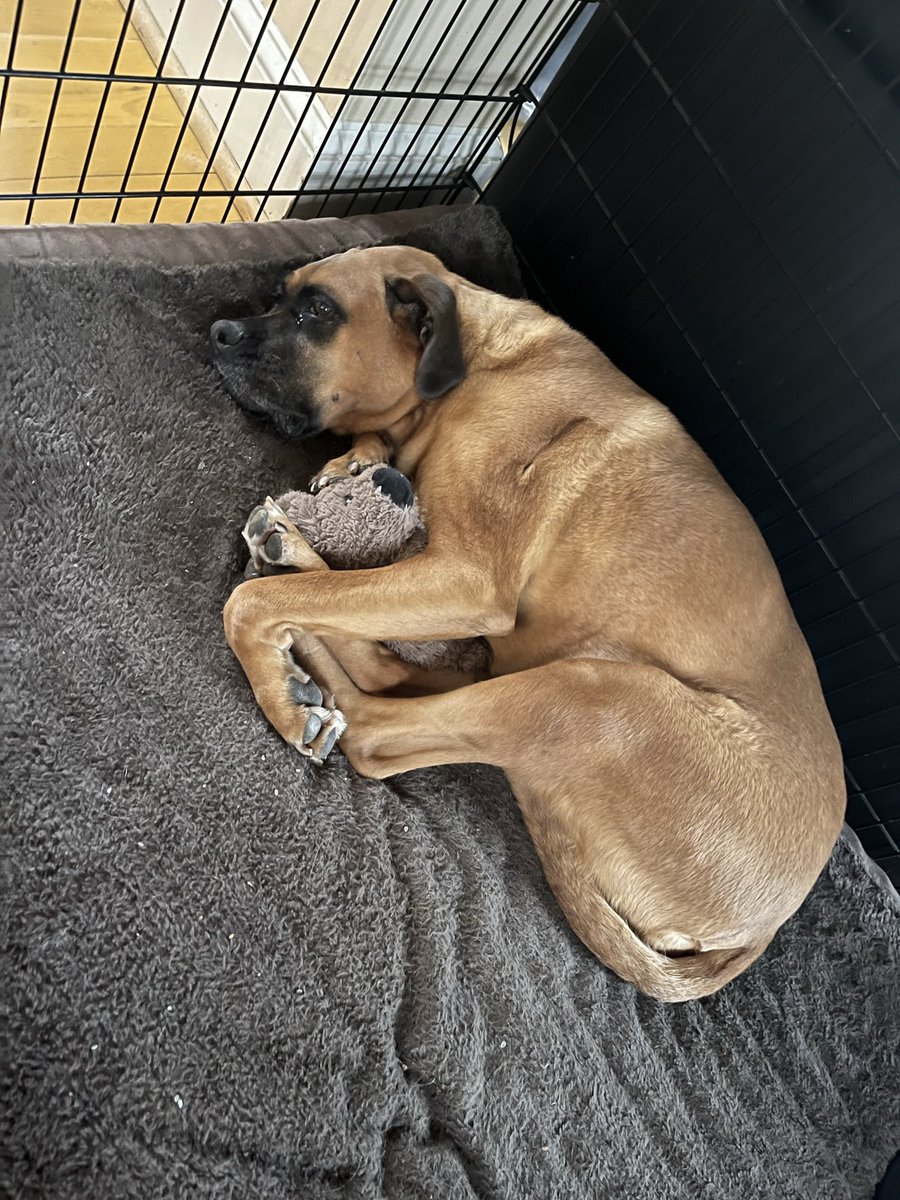 tequintos's tweet photo. @heyeaslo My Coco #doggielove #boxermastiff #unconditional #autheniclove https://t.co/hm8eQOXvU4