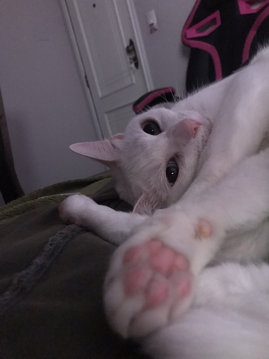 Beckerk20's tweet photo. 😻 https://t.co/4BN73ybvx0