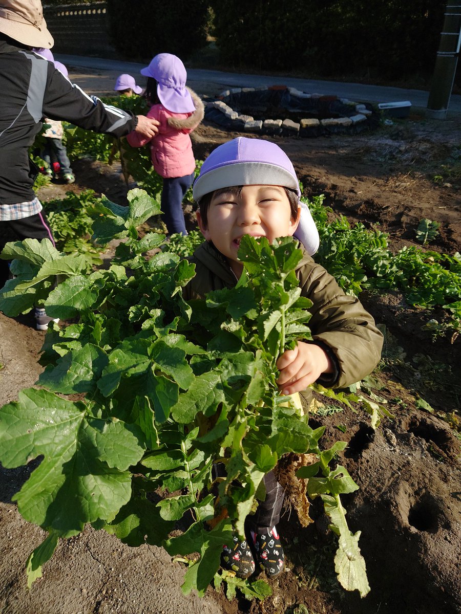 omochabatake's tweet photo. 今日は地域の子どもたちが大根ほりに来てくれましたー！！
楽し��うに収穫してました♪ https://t.co/vNpXxHbIhz