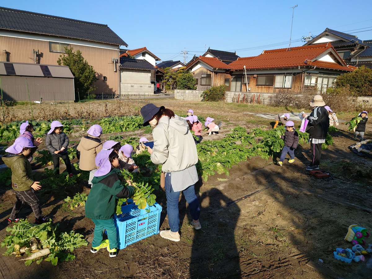 omochabatake's tweet photo. 今日は地域の子どもたちが大根ほりに来てくれましたー！！
楽し��うに収穫してました♪ https://t.co/vNpXxHbIhz