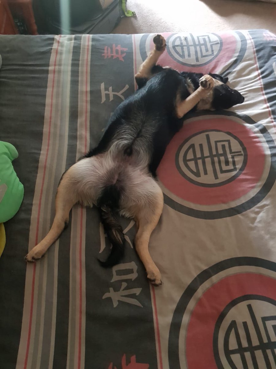 TwitchZassie's tweet photo. Fresh sheets put on bed... 

Benji literally 10 seconds later... https://t.co/20FAf1jIR8